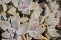 Succulent plant macro, succulent flower closeup Royalty Free Stock Photo