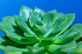 Succulent Plant macro. Top view of green cactus flower in closeup picture. Amazing natural green background with floral