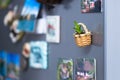Succulent plant in mini basket on the fridge Royalty Free Stock Photo