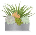 Succulent Plant Mix in Galvanized Planter Box