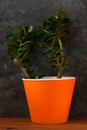 Succulent plant in orange pot.Creative Money tree with green leaves in minimal style.Feng shui home interior decor style