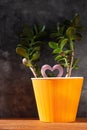 Succulent plant in orange pot.Creative Money tree with green leaves in minimal style.Feng shui home interior decor style