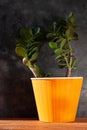 Succulent plant in orange pot.Creative Money tree with green leaves in minimal style.Feng shui home interior decor style