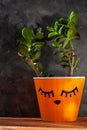 Succulent plant in orange pot. Creative reindeer with green horns in minimal style. Minimalistic home decor,urban jungle