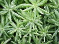 succulent plant Pachyphytum hookeri Variegata ,Salm Dyck features silvery blue-green ,Pachyphytum hookeri variegated