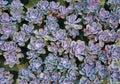 Succulent plant. Perle Von Nurnberg, Hen and chicken plant, Dusty rose Royalty Free Stock Photo