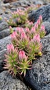 Succulent plant with pink flowers growing on lava rocks in Hawaii Royalty Free Stock Photo