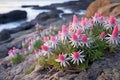 Succulent plant with pink and white flowers growing on lava rocks Royalty Free Stock Photo