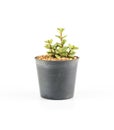 Succulent plant in plant pot