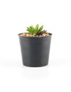 Succulent plant in plant pot
