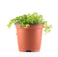 Succulent plant in plant pot