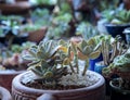 Succulent plant planting in garden pot Royalty Free Stock Photo