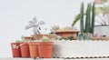 Succulent plant and pot garden with white wall background Royalty Free Stock Photo