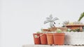 Succulent plant and pot garden with white wall background Royalty Free Stock Photo