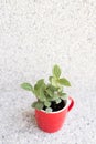 Succulent plant pot Royalty Free Stock Photo