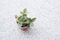 Succulent plant pot Royalty Free Stock Photo