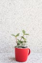 Succulent plant pot Royalty Free Stock Photo