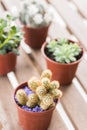 Succulent plant pot Royalty Free Stock Photo