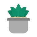 Succulent plant pot Royalty Free Stock Photo