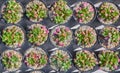 Succulent plant pot Royalty Free Stock Photo