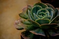 Succulent plant in a pot with water drops on the leaves