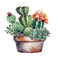 Succulent plant in a pot. Watercolor hand drawn illustration. AI Generated Royalty Free Stock Photo