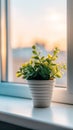 Succulent plant in a ribbed white pot catching the soft glow of a sunset by the window