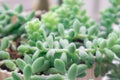Succulent Plant sedum morganianum closeup