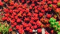 Succulent plant - Sedum rubrotinctum, plant blushing in the sun with succulent leaves Royalty Free Stock Photo