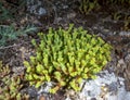 Succulent plant - Sedum rubrotinctum, plant blushing in the sun with succulent leaves in the garden Royalty Free Stock Photo