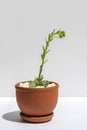 Succulent plant Sempervivum or Houseleek flowering at home. Blooming succulent in ceramic pot on white Royalty Free Stock Photo