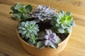 Succulent plant in the small pot