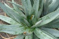 Aloe petricola asphodelaceae cactus