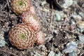 Succulent plant spiny pennywort in the mountains in spring, Orostachys spinosa, selective focus. Royalty Free Stock Photo