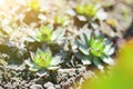Succulent plant in spring on the warming sun. growing succulents Royalty Free Stock Photo