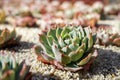 Succulent plant Supervivum in sunny day in Botanical Garden Royalty Free Stock Photo