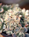 Succulent plant Royalty Free Stock Photo