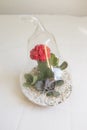 Succulent plant terrarium inside a glass pear Royalty Free Stock Photo
