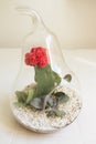 Succulent plant terrarium inside a glass pear Royalty Free Stock Photo