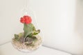 Succulent plant terrarium inside a glass pear Royalty Free Stock Photo