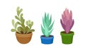 Succulent Plant with Thickened Fleshy Leaves Rested in Flowerpot Vector Set.