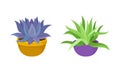 Succulent Plant with Thickened Fleshy Leaves Rested in Flowerpot Vector Set.