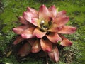 Beautiful succulent plant family Echeveria on the island of Martinique