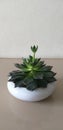 Succulent plant in ViÃ¡ÂºÂ¹tNam Royalty Free Stock Photo