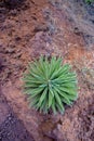 succulent plant on volcanic ground