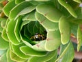 Succulent plant with wasp inside