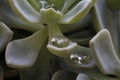 Succulent plant with water drops in the leaves