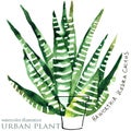 Succulent plant watercolor illustration.