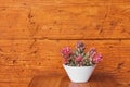 Succulent plant in white flower pot on terracotta colored wall background Royalty Free Stock Photo