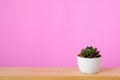Succulent plant on wood table and pink background with copy spac Royalty Free Stock Photo